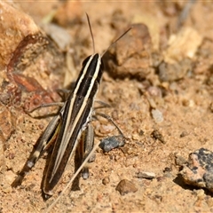 Macrotona australis (Common Macrotona Grasshopper) at Strathnairn, ACT - 27 Dec 2024 by Thurstan