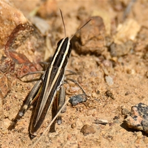 Macrotona australis at Strathnairn, ACT - 27 Dec 2024