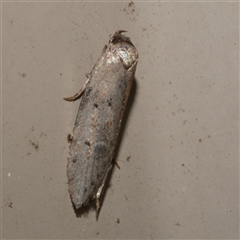 Telanepsia notospila (A Concealer moth (Oecophorinae) at Freshwater Creek, VIC - 17 Apr 2020 by WendyEM