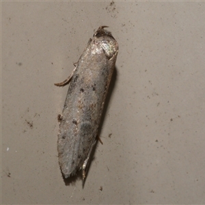 Telanepsia notospila at Freshwater Creek, VIC - 17 Apr 2020 12:35 AM