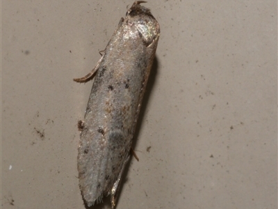 Telanepsia notospila (A Concealer moth (Oecophorinae) at Freshwater Creek, VIC - 17 Apr 2020 by WendyEM