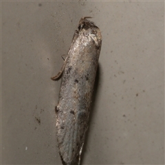 Telanepsia notospila at Freshwater Creek, VIC - 17 Apr 2020