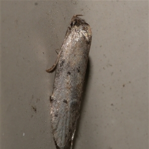 Telanepsia notospila at Freshwater Creek, VIC - 17 Apr 2020 12:35 AM