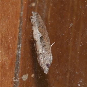 Strepsicrates macropetana at Freshwater Creek, VIC - 17 Apr 2020