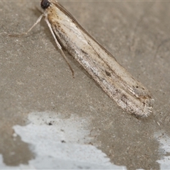 Faveria tritalis (Couchgrass Webworm) at Freshwater Creek, VIC - 16 Apr 2020 by WendyEM