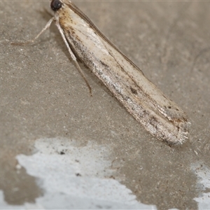 Faveria tritalis (Couchgrass Webworm) at Freshwater Creek, VIC by WendyEM