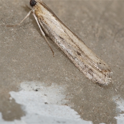 Faveria tritalis (Couchgrass Webworm) at Freshwater Creek, VIC - 17 Apr 2020 by WendyEM