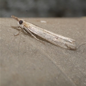 Faveria tritalis at Freshwater Creek, VIC - 17 Apr 2020 12:31 AM