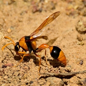 Delta bicinctum (Potter wasp) at Strathnairn, ACT by Thurstan