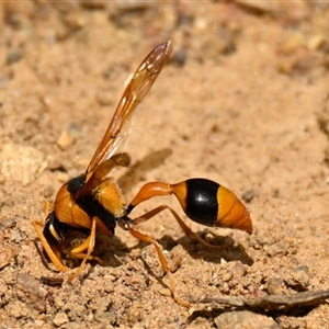 Delta bicinctum at Strathnairn, ACT - 27 Dec 2024