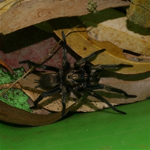 Stanwellia sp. (genus) (Trapdoor Spider) at Freshwater Creek, VIC by WendyEM