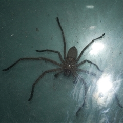 Delena cancerides (Social huntsman spider) at Freshwater Creek, VIC - 16 Apr 2020 by WendyEM