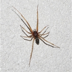 Theridion sp. (genus) at Freshwater Creek, VIC - 16 Apr 2020 by WendyEM