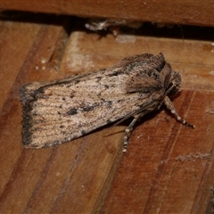 Leucania obumbrata (Lesser Armyworm) at Freshwater Creek, VIC - 18 Apr 2020 by WendyEM