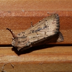 Leucania obumbrata (Lesser Armyworm) at Freshwater Creek, VIC - 18 Apr 2020 by WendyEM