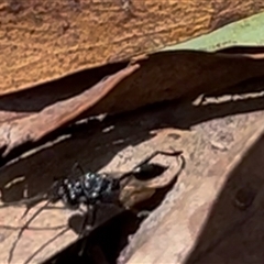 Evaniidae (family) (Hatchet wasp) at Bruce, ACT - 18 Dec 2024 by DaveW