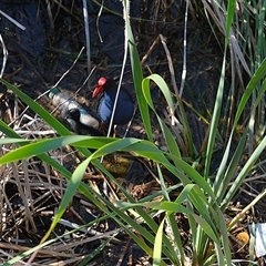 Porphyrio melanotus (Australasian Swamphen) at Gungahlin, ACT - 26 Dec 2024 by TrishGungahlin