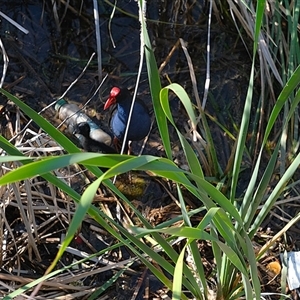 Porphyrio melanotus at Gungahlin, ACT - 26 Dec 2024