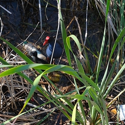Porphyrio melanotus (Australasian Swamphen) at Gungahlin, ACT - 26 Dec 2024 by TrishGungahlin