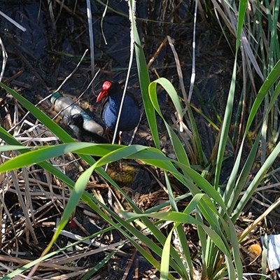 Porphyrio melanotus (Australasian Swamphen) at Gungahlin, ACT - 26 Dec 2024 by TrishGungahlin