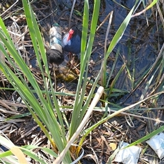 Porphyrio melanotus at Gungahlin, ACT - 26 Dec 2024