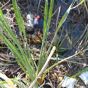 Porphyrio melanotus at Gungahlin, ACT - 26 Dec 2024