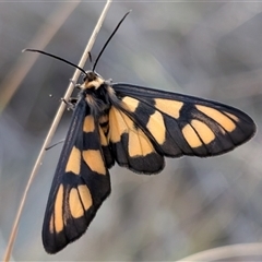 Amata nigriceps (A Handmaiden moth) at Acton, ACT - 25 Dec 2024 by sbittinger