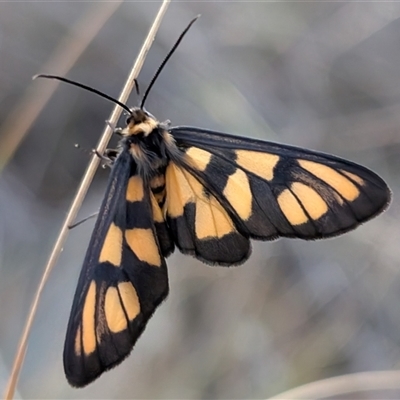 Amata nigriceps (A Handmaiden moth) at Acton, ACT - 25 Dec 2024 by sbittinger