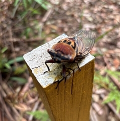 Unidentified Cicada (Hemiptera, Cicadoidea) at Lorne, NSW - 26 Dec 2024 by Butlinz