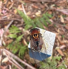 Thopha saccata at Lorne, NSW - 27 Dec 2024 10:19 AM