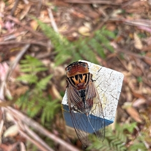 Thopha saccata at Lorne, NSW - 27 Dec 2024