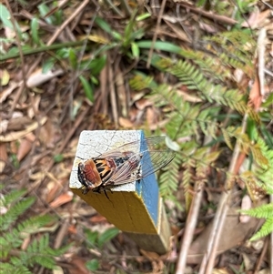 Thopha saccata at Lorne, NSW - 27 Dec 2024