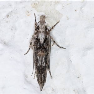 Trachydora musaea (Cosmopterigidae) at Melba, ACT by kasiaaus