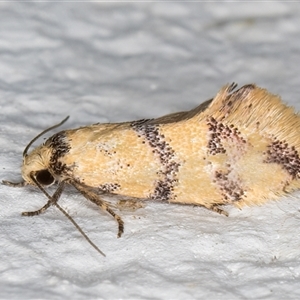 Psaroxantha undescribed species (A concealer moth) at Melba, ACT by kasiaaus