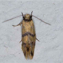 Psaroxantha undescribed species at Melba, ACT - 22 Dec 2024