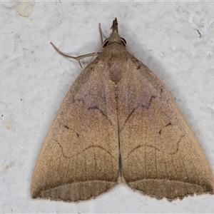 Simplicia armatalis at Melba, ACT - 22 Dec 2024 10:55 PM