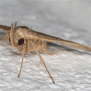 Simplicia armatalis at Melba, ACT - 22 Dec 2024 10:55 PM