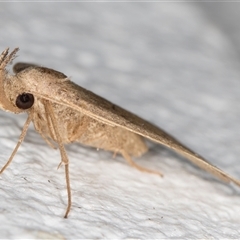 Simplicia armatalis at Melba, ACT - 22 Dec 2024 10:55 PM