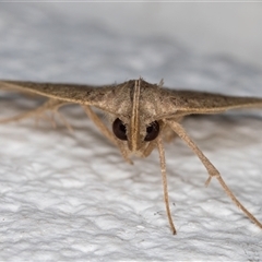 Simplicia armatalis at Melba, ACT - 22 Dec 2024 10:55 PM