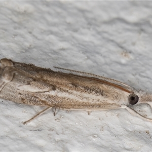 Culladia cuneiferellus (Crambinae moth) at Melba, ACT by kasiaaus