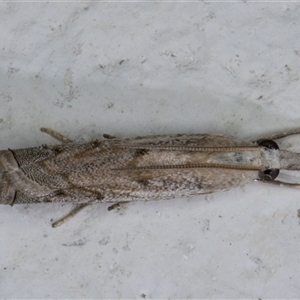 Culladia cuneiferellus at Melba, ACT - 22 Dec 2024