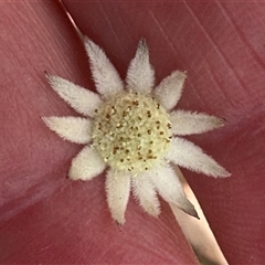 Actinotus minor (Lesser Flannel Flower) at Worrowing Heights, NSW - 27 Dec 2024 by lbradley