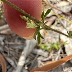 Actinotus minor at Worrowing Heights, NSW - 27 Dec 2024