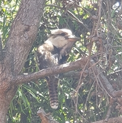 Dacelo novaeguineae (Laughing Kookaburra) at Ainslie, ACT - 27 Dec 2024 by Jeanette