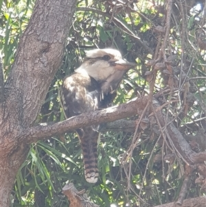 Dacelo novaeguineae (Laughing Kookaburra) at Ainslie, ACT by Jeanette