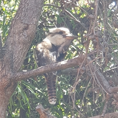 Dacelo novaeguineae (Laughing Kookaburra) at Ainslie, ACT - 27 Dec 2024 by Jeanette