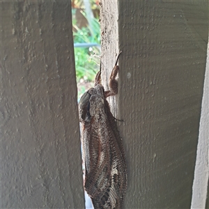 Endoxyla encalypti (Wattle Goat Moth) at Griffith, ACT by UncleBick