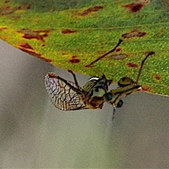 Mantispidae (family) (Unidentified mantisfly) at Gungahlin, ACT - 24 Dec 2024 by betchern0t