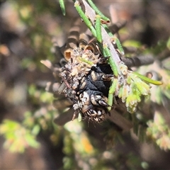 Lomera zophopepla at Bungendore, NSW - 27 Dec 2024 by clarehoneydove