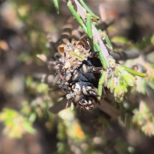 Lomera zophopepla at Bungendore, NSW - suppressed